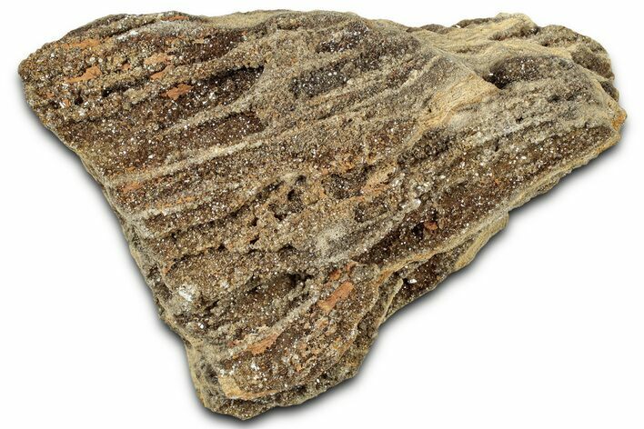 Glittering Petrified Wood with Druzy Quartz - Alabama #325409